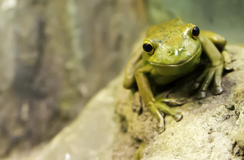 clinging, animal wildlife, close-up, animals in the wild, wildlife, perseverance, solid, selective focus, fortitude, amphibian, climbing, climb, tree, clingy