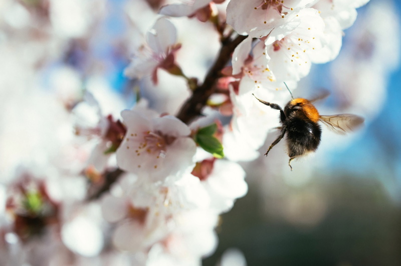 invertebrate, animal themes, pollination, petal, plant, freshness, nature, insect, animal wildlife, no people, perseverance, bumblebee, slogger, cherry blossom