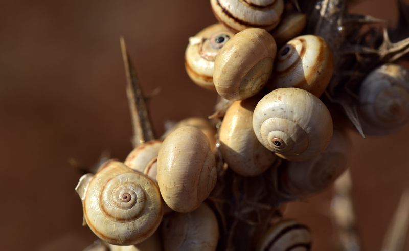 animal wildlife, shell, protection, ornament, 5K, crawling, brown, close-up, wait, plant, no people, several, animals, pile, day, animal, spiral, protected
