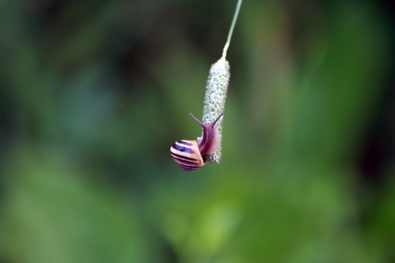 invertebrate, green color, animal themes, plant, selective focus, outdoors, slug, mollusk, green, focus, beauty in nature, mollusc, climbing, slow, animal wildlife