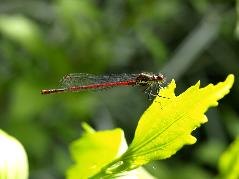 one animal, invertebrate, animal themes, flight insect, summer, 2K, macro, growth, red, animal, eyes, plant part, Flight, close, green Color, damselfly