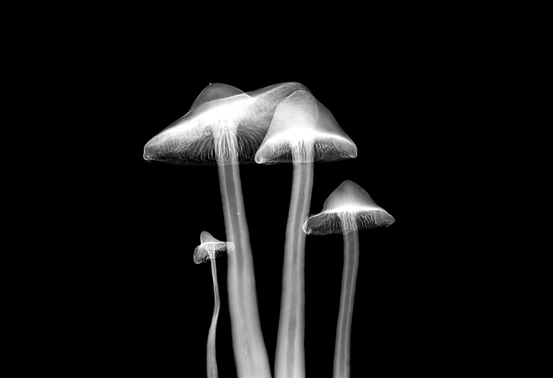 close-up, anther, fungus, vulnerability, no people, four, new jersey institute of technology, mushroom, vegetable, food, indoors, flower head, 2K, nature