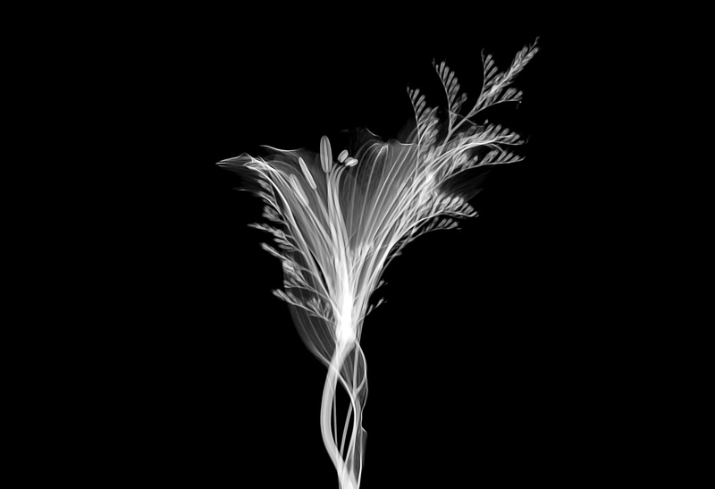 black background, palm tree, studio shot, flower, growth, united states, tree, flora, outdoors, night, vulnerability, acanthaceae, close-up, copy space
