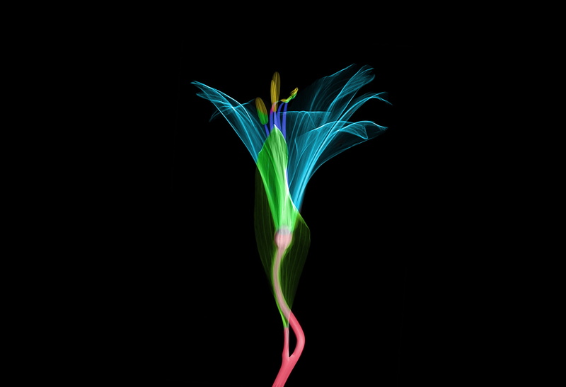 united states, flora, new jersey institute of technology, motion, freshness, vulnerability, acanthaceae, newark, light, green color, led, pink, cut out
