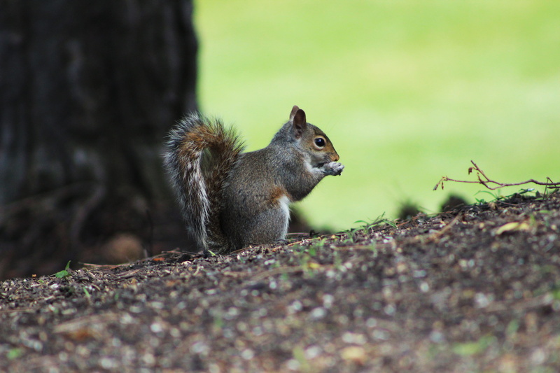 animals in the wild, nature, day, mammal, plant, rochester, animal, rochester institute of technology, no people, outdoors, animal themes, land, squirrel