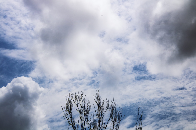 view, cloud - sky, sky, 5K, white color, low angle view, mumbai, cloud, day, no people, bare tree, scenics - nature, nature, india, forest, outdoors, indian institute of technology bombay