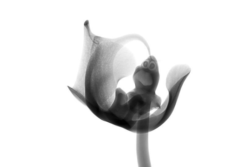 food, close-up, no people, studio shot, copy space, 2K, kitchen utensil, temptation, flower, white background, spoon, indoors, freshness, flowering plant