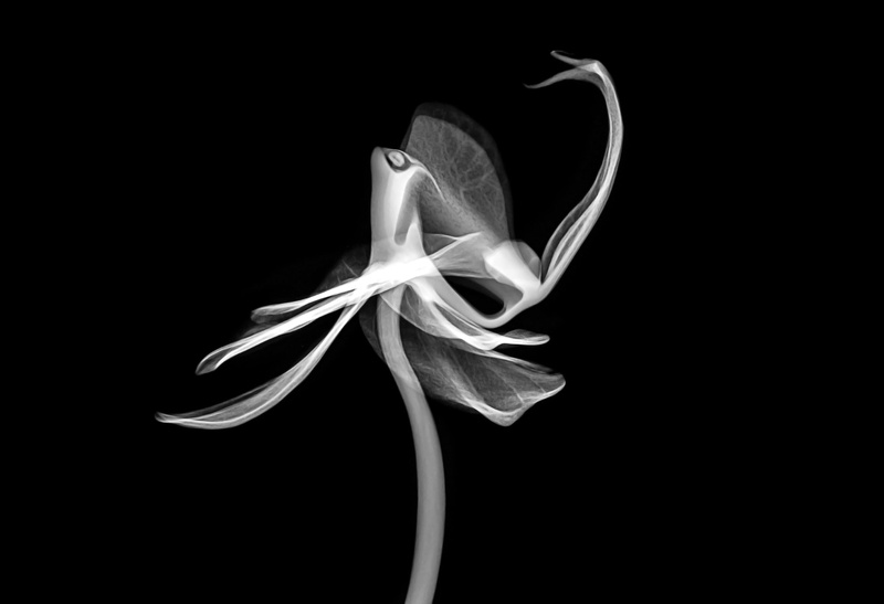 fragility, copy space, 2K, newark, lily, inflorescence, indoors, studio shot, black background, flower, no people, smoke - physical structure, close-up