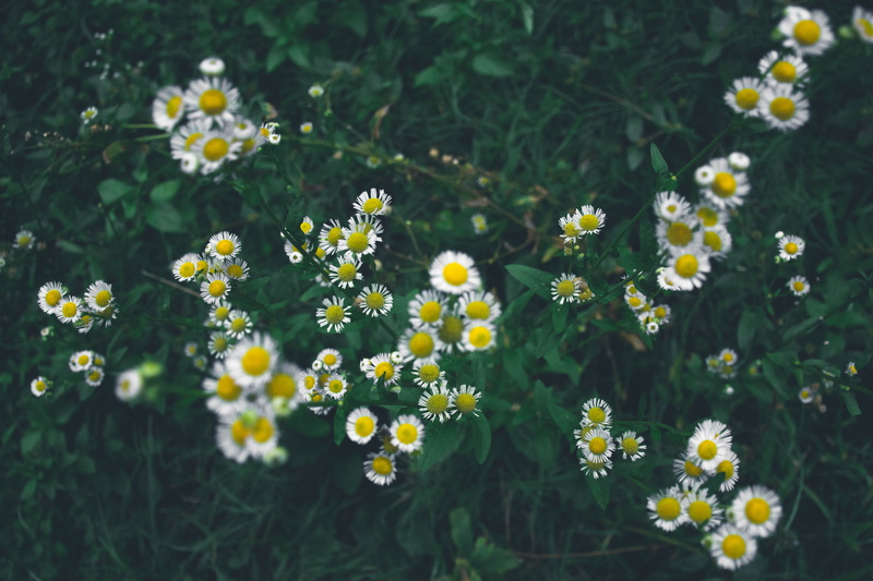vulnerability, plants, land, yellow, springtime, india, flower head, inflorescence, wild, freshness, 5K, kamand, petal, flowers, herb, outdoors, beauty in nature