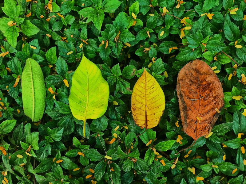 beauty in nature, field, day, green color, plant, no people, yellow, high angle view, nature, trees, autumn, seasons, 4K, outdoors, flowers, leaf, vulnerability