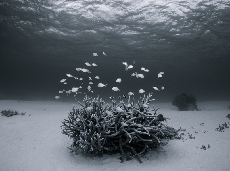 animals in the wild, fishes, black, Summer, Asia, Digital, cold temperature, Coral, Waterscape, Underwater, Black and White, Light, ishigaki, okinawa, canon