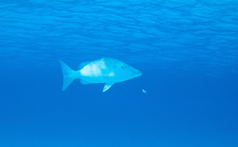 sea life, no people, Islands, marine, shark, destinations, Summer, ishigaki, animal themes, Wave, places, Coral, Kiss, Wide, vertebrate, Japan, 4K, pacific