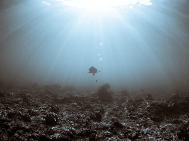 Waterscape, hateruma, places, unique, Underwater, Ocean, Vintage, Water, Island, Summer, kerama, Coral, canon, 4K, Japan, Fisheye, seasea, turtle, Digital