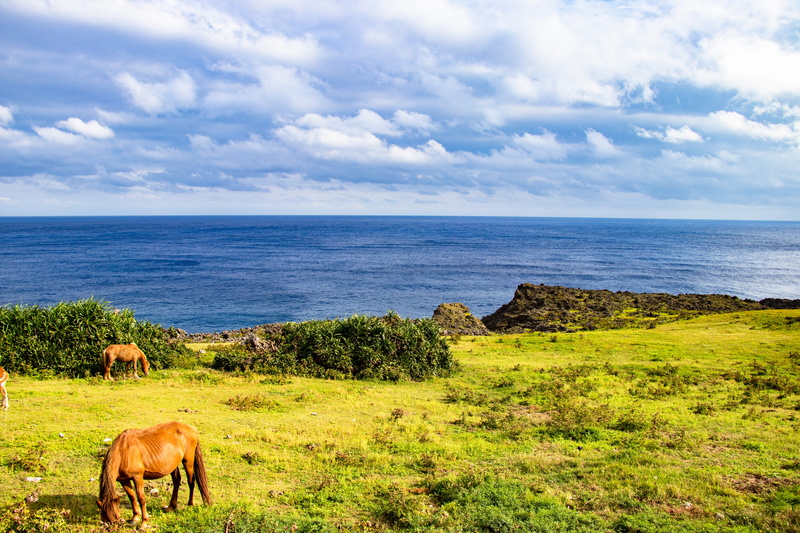 water, near, sky, nature, animal themes, outdoors, field, meadow, mammal, okinawa, plant, horizon over water, horses, horizon, horse, japan, animal, animal wildlife