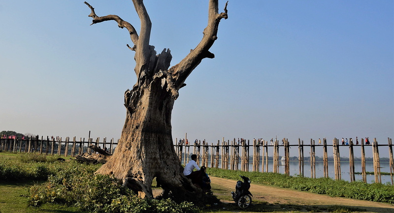 tree, nature, people, myanmar, trunk, outdoors, tree trunk, sea, plant, day, 4K, burma, men, mandalay, clear sky, land, water, tranquility, real people