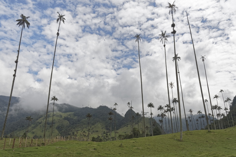 palm trees, nature, mountain, green color, day, outdoors, tranquil scene, tropical, colombia, cocora valley, cloud - sky, cable, plant, tree, valle del cocora