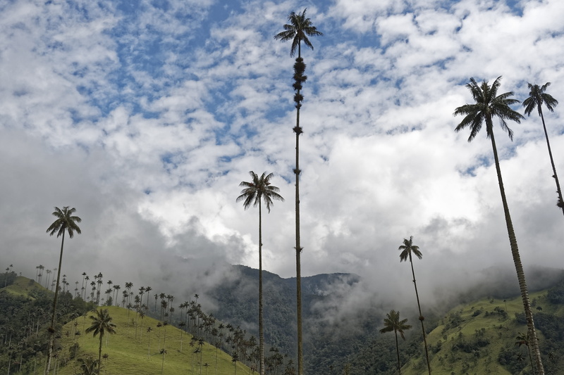 cloud - sky, no people, palm tree, land, growth, environment, wax palm trees, coconut palm tree, tropical tree, field, landscape, plant, trunk, scenics - nature