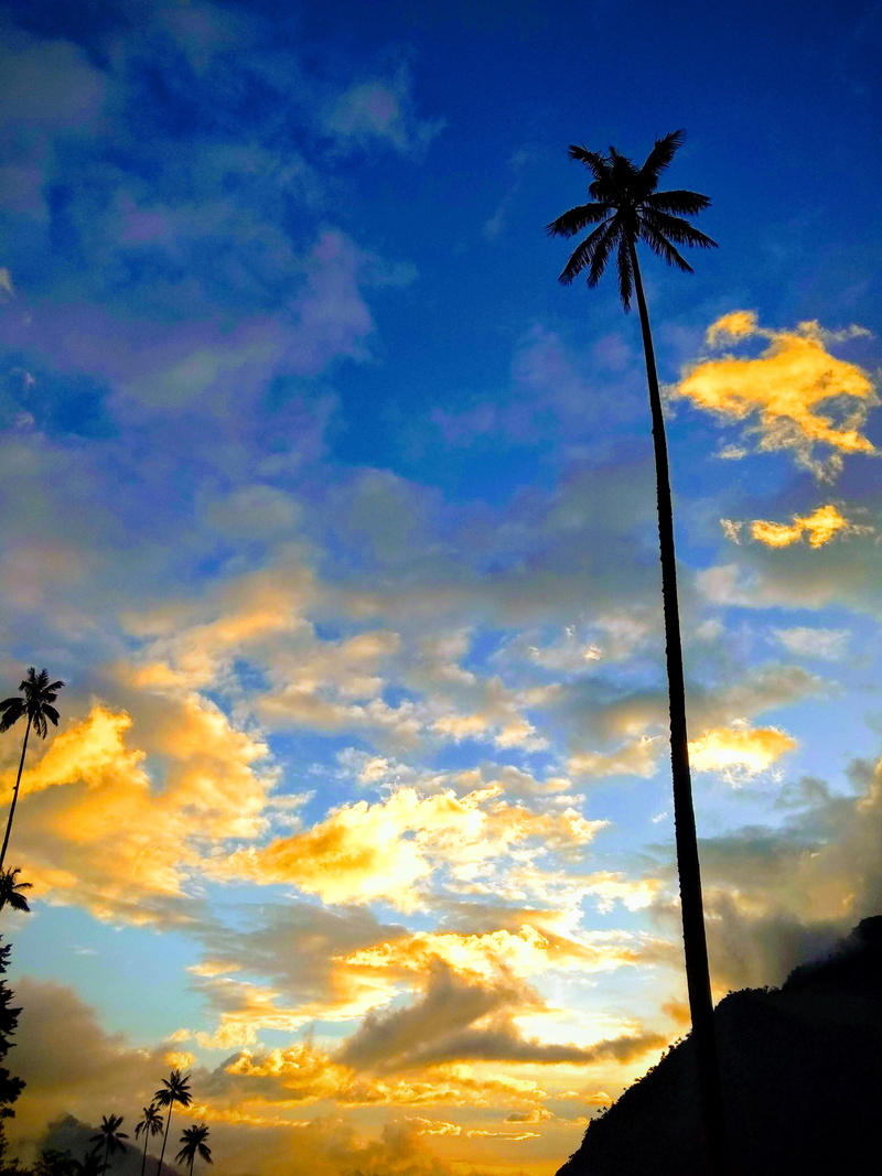 silhouette, nature, colombia, tree, cloud - sky, plant, tranquility, low angle view, tranquil scene, outdoors, cocora, no people, sky, dusk, dramatic sky