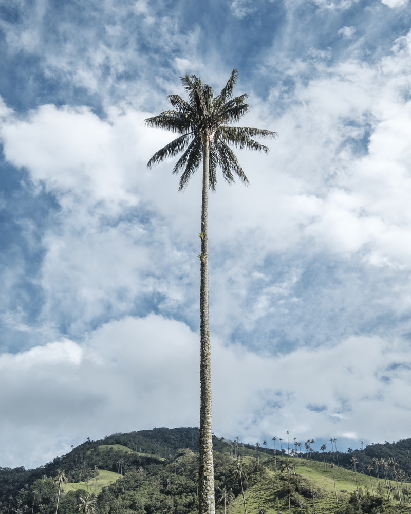 tall, scenics - nature, cocora valley, 4K, tree trunk, non-urban scene, tropical climate, tranquil scene, land, cloud, sky, low angle view, summer, palm