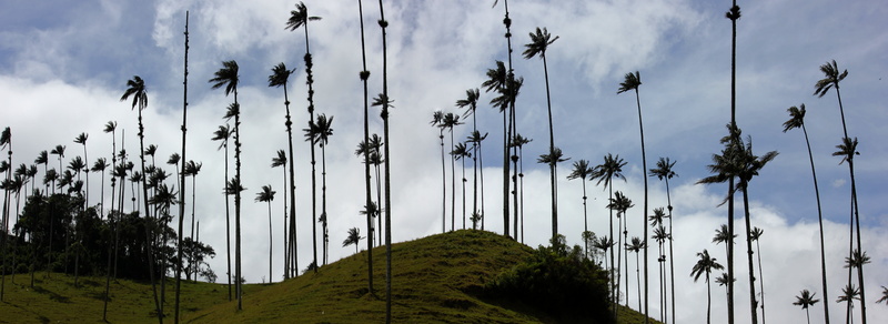 panorama, plant, 8K, palm trees, travel destinations, environment, south america, tropical climate, no people, outdoors, colombia, tranquility, mountain