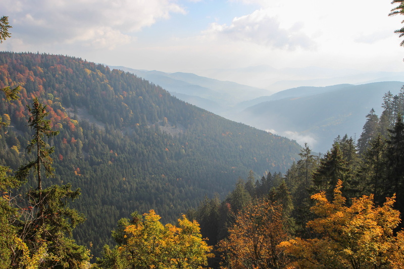 land, non-urban scene, forest, tranquil scene, pine trees, growth, wild, france, nature, outdoors, sky, cloud - sky, trees, tree, day, 5K, munster, plant
