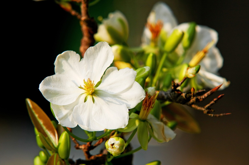 flowering plant, the beauty, vietnam, white color, natural, vulnerability, the garden, inflorescence, focus on foreground, travel, background, photo festival