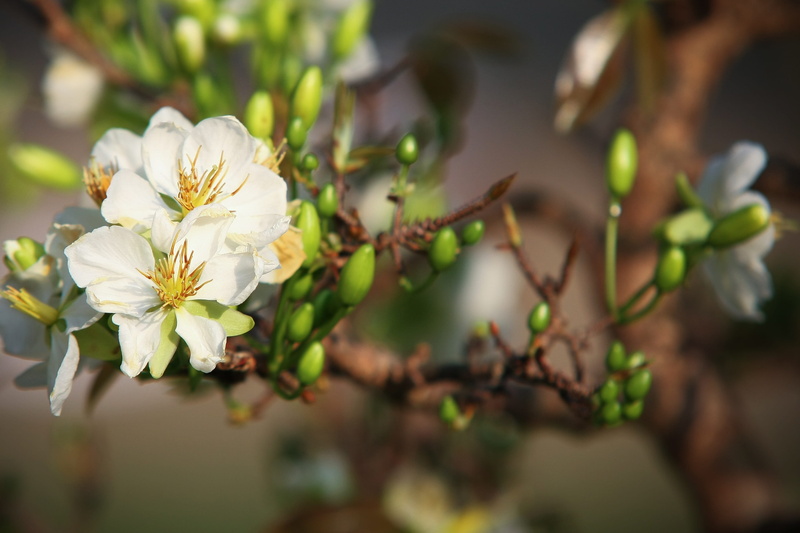 2K, blossom, growth, petal, asia, Leopard, vietnamese tet, flower head, vulnerability, natural, lunar, spring, fresh, day, write, photo festival, fragility