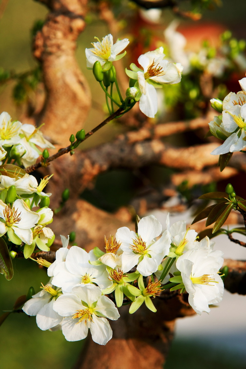 year, day, scenery, Vietnamese, nice picture, vulnerability, sunny, vietnam, outdoors, natural, petal, flower, selective focus, Lunar New Year, flower head