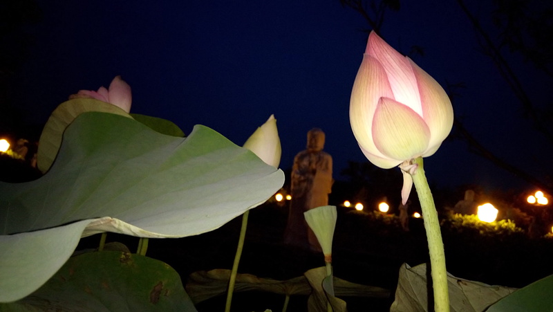 hanoivietnam, united dem, growth, outdoor, water lily, sour state, night, summer, shallow shower, asia, sour, beauty in nature, close-up, flower, lotus water lily