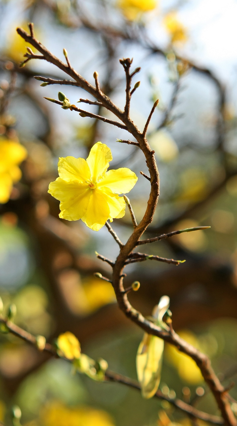 focus on foreground, photo festival, sunny, scenery, the beauty, yellow, pear, petal, flower head, fresh, vietnamese tet, flowers, vulnerability, no people