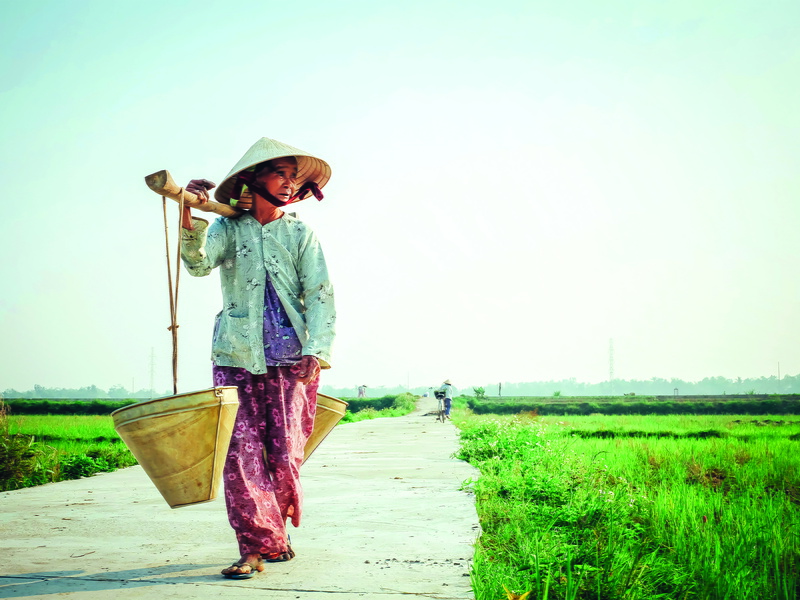 lifestyles, plant, 5K, looking away, day, carrying, eldely, full length, outdoors, sky, vietnamese hat, summer light, basket, grass, clothing, elderly woman