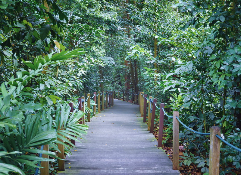 garden path, rainforest path, pathway, the way forward, botanical garden, traveler, tropical travel, 4K, singapore botanic gardens, diminishing perspective