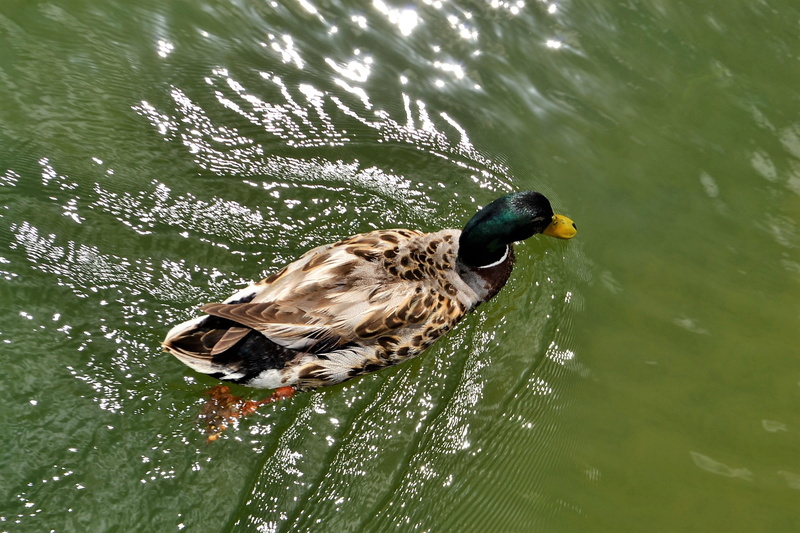 happy, animal themes, plump duck, ripple, mallard duck, peaceful, duck, yellow, confident, bird, flow, vacation, animal, feather, green, tread, outdoors