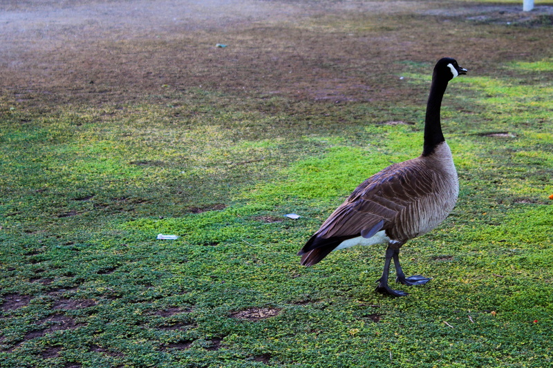 unattached, zoology, single, solo, sad, animal themes, escape, resting, nature, feathers, canada goose, gosling, dom, park, wings, outdoors, landscape