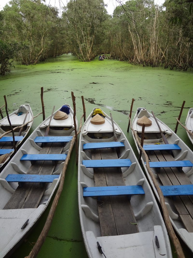transportation, tree, beauty in nature, river, outdoors, 4K, plant, Asia, wood - material, rowboat, tranquil scene, Mangroves, boot, nature, Vietnam, day