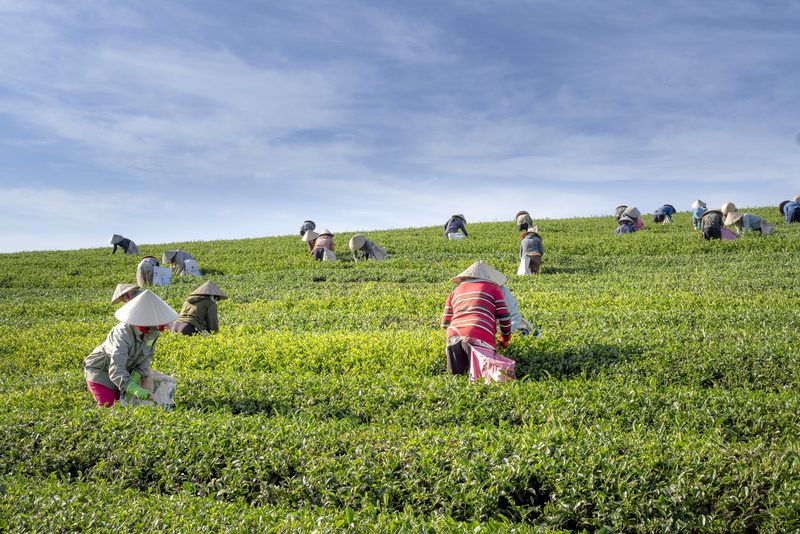 occupation, real people, tropical, cultural, farmer, group of people, lifestyles, asia, sky, adult, outdoors, green, plant, freshness, growth, the farm