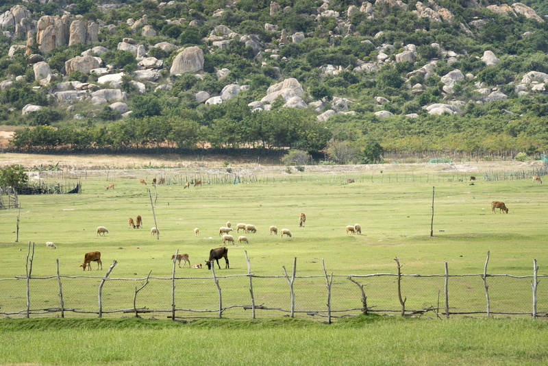 women, plant, livestock, herbivorous, agriculture, village, page, grazing, gold, outdoors, peace, the morning, natural, group of animals, vertebrate, evening
