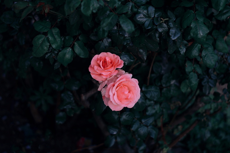 pink, 5K, flowering plant, background, landscape, fragility, close-up, leaf, green, contrast, inflorescence, roses, spring, hipster, flowers, outdoors