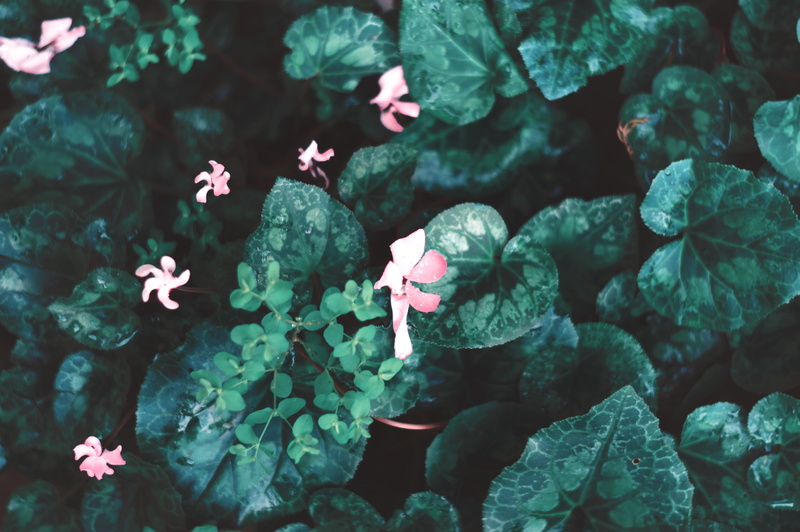 background, nature, growth, vulnerability, inflorescence, backyard, winter, colors, green, leaves, garden, pink color, petal, high angle view, plant, outdoors