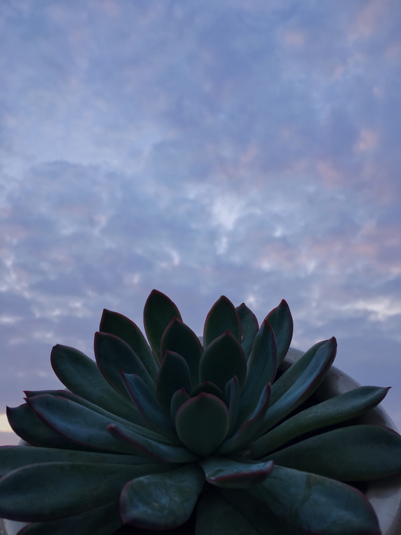 nazareth, green, sepal, sunset, close-up, plant part, succulents, outdoors, inflorescence, fragility, iphone, israel, cloud - sky, growth, succulent plant