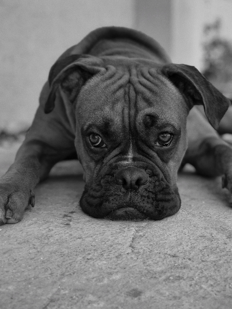 dog, israel, no people, details, portrait, looking at camera, domestic, focus on foreground, lying down, boxer, eyes, black and white, pets, bnw, resting