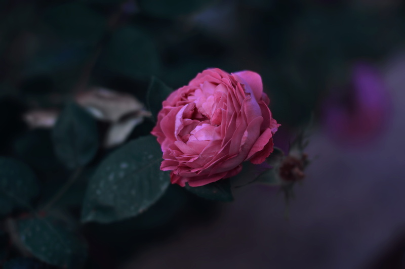 focus on foreground, fragility, freshness, pink color, flower head, focus, 5K, spring, photography, flowers, roses, vulnerability, no people, leaf, plant
