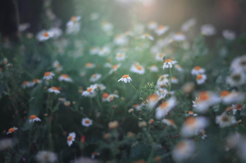 flowers, gree, summer, white, landscape, light, growth, nazareth, forest, outdoors, sunlight, bright, israel, flowering plant, day, nature, land