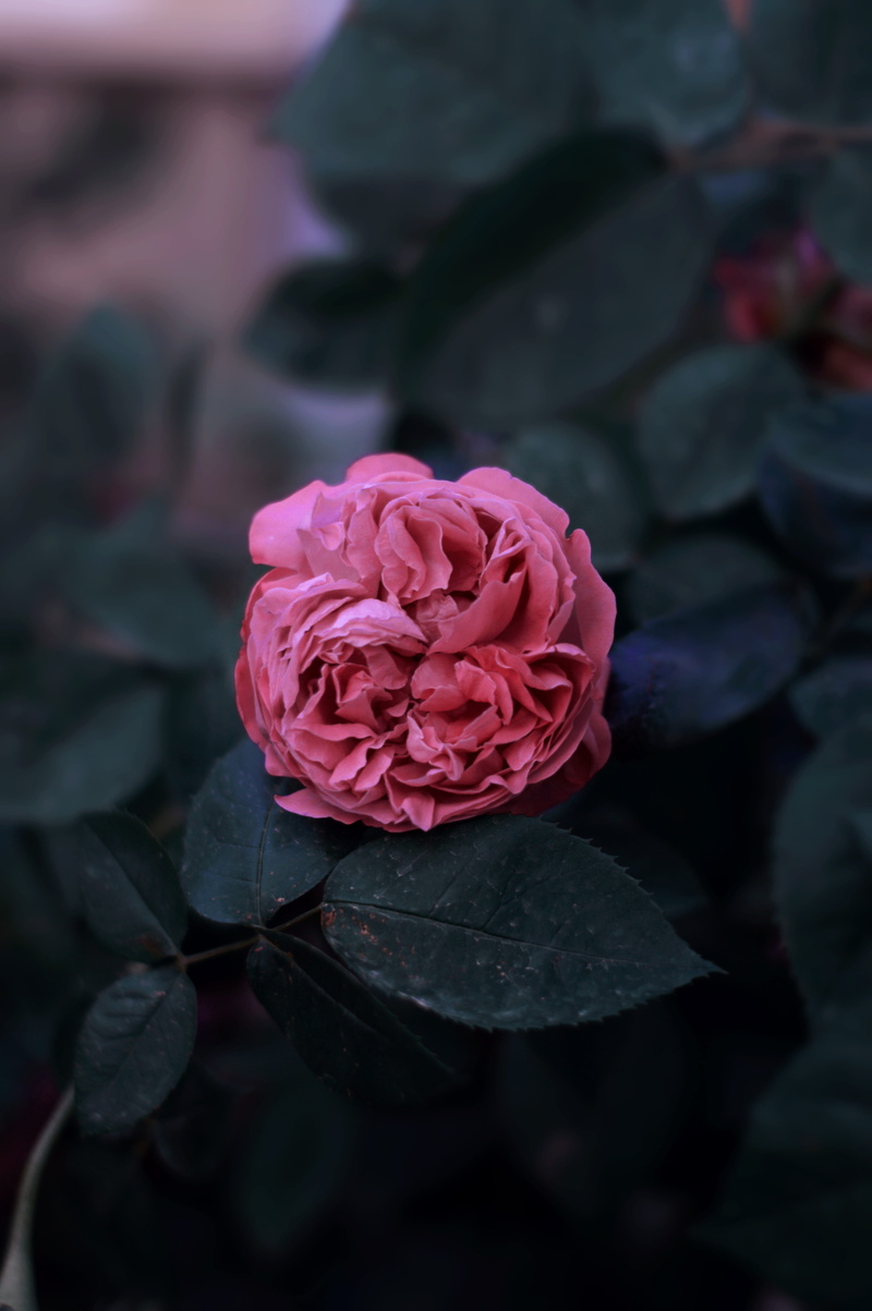 outdoors, plant, israel, pink, spring, purple, flower, leaf, summer, pink color, rose - flower, nazareth, fragility, nature, inflorescence, close-up, rose