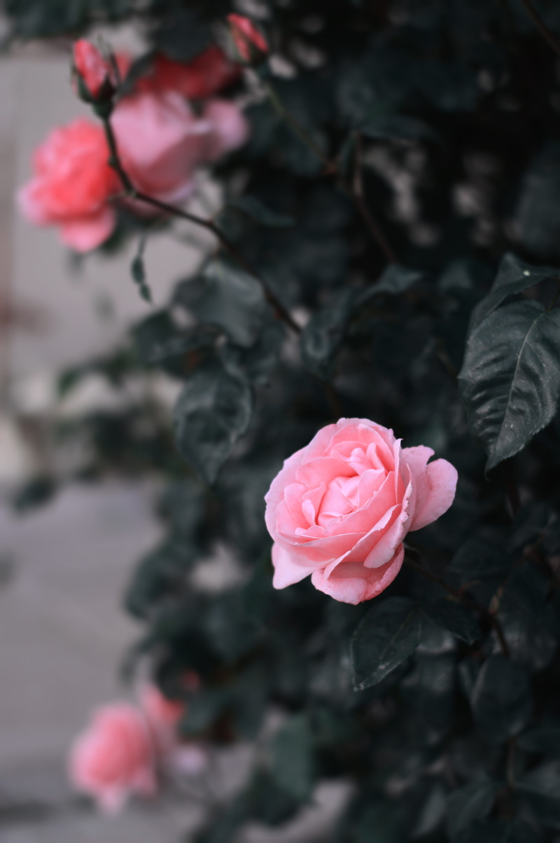 nazareth, focus, flower, close-up, no people, flowers, rose - flower, beauty in nature, photography, background, 5K, rose, petal, spring, day, inflorescence