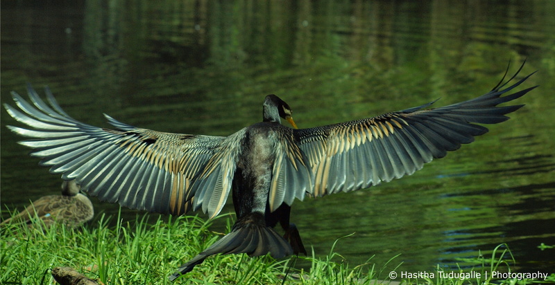 wings, nature, river  Darter, off  black, animal, Sydney  Australia, animal Wing, bird, darter, black swan, feather, 4K, near, NSW, beak, Taking off, Centennial Park
