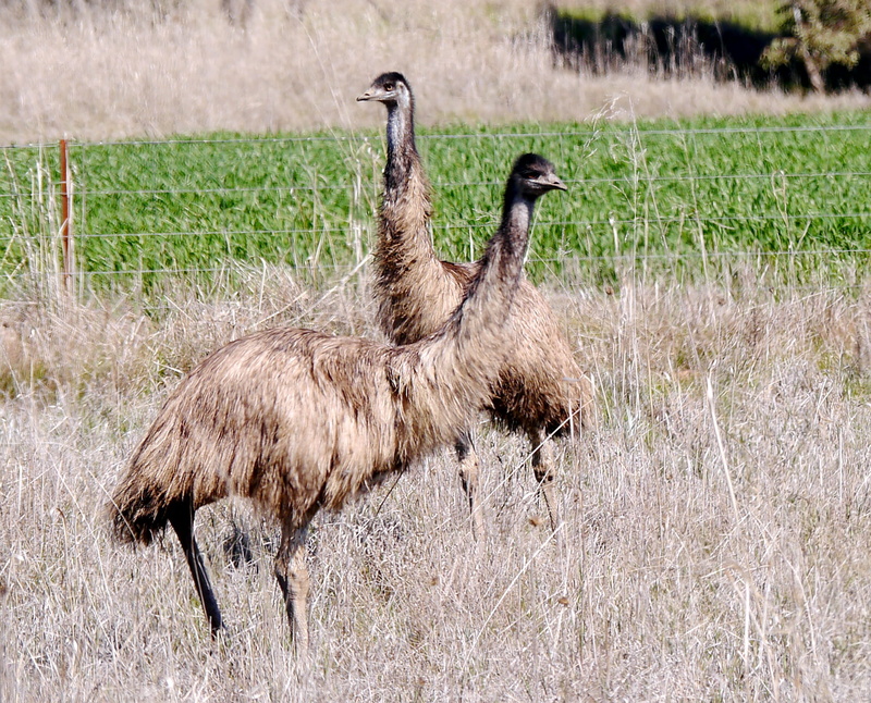 ostrich, emu, animal themes, nsw, 1080P, animal, vertebrate, bird, beauty in nature, plant, animals in the wild, one animal, australia, no people, animal wildlife