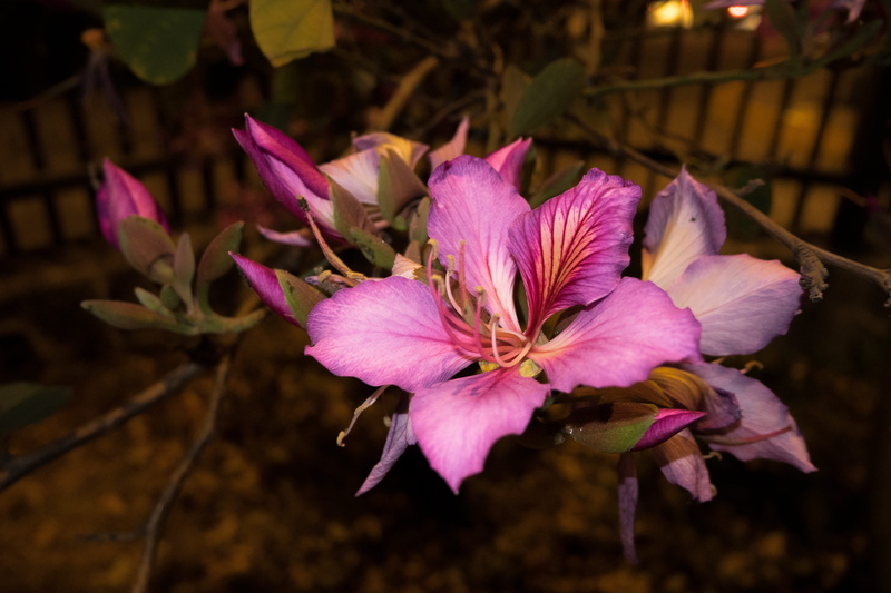 Nature, 4K, close-up, growth, inflorescence, petal, magenta flower, purple, plant, beauty in nature, Magenta, freshness, flowers and gardens unam, focus on foreground