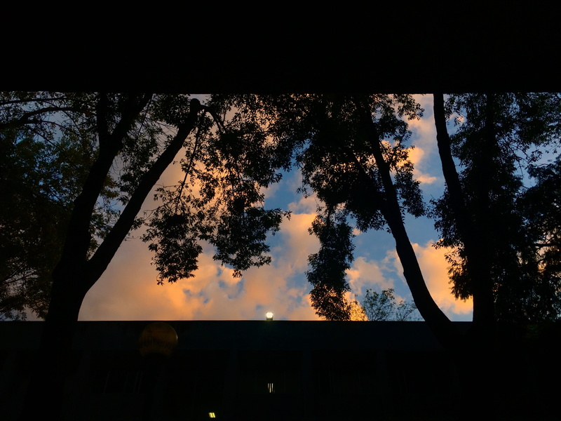 sky, cloud - sky, trunk, idyllic, tree, nature, 4K, plant, scenics - nature, ciudad de méxico, outdoors, blue, growth, orange, silhouette, built structure