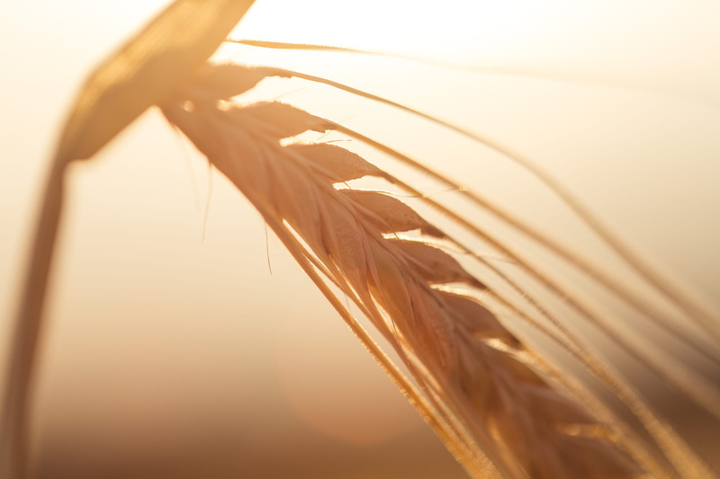 cereal Plant, growth, grass, outdoors, sunlight, summer, macro, wheat, rural Scene, seed, plant, Golden Wheat, tranquility, field, yellow, 4K, close-up